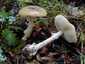 Gyilkos galóca (Amanita phalloides), Pilis